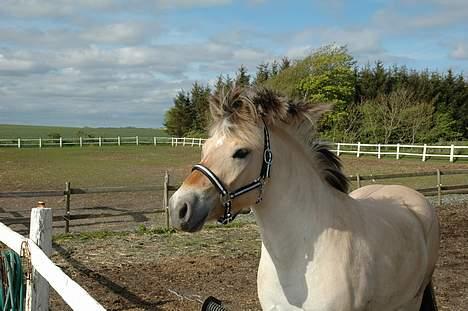 Fjordhest Tulle Skiveren - hun ER da en køn én billede 13