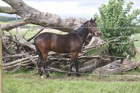 Anden særlig race Krastrups Tumbleweed - playboy billede 18