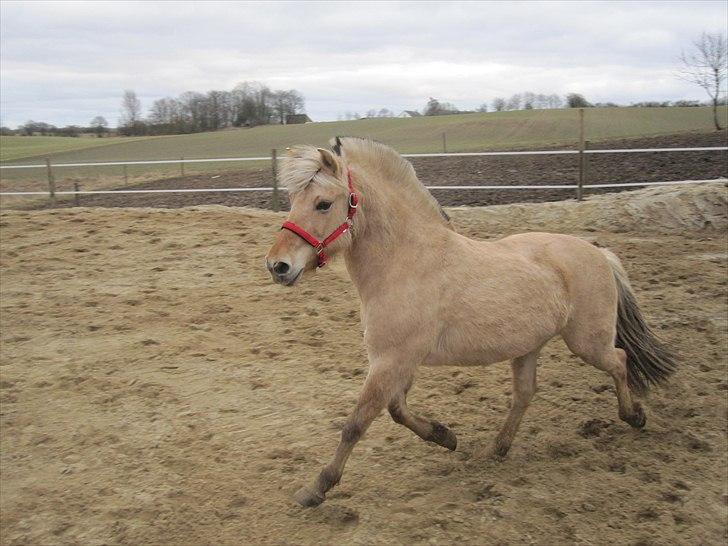 Fjordhest Tøsen - Tøsen billede 8