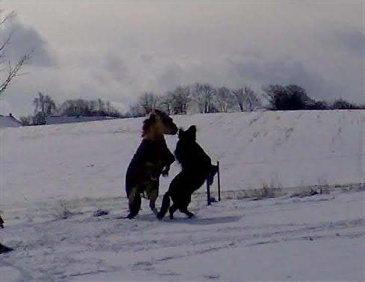 Fjordhest Tøsen - Tøsen.. billede 10