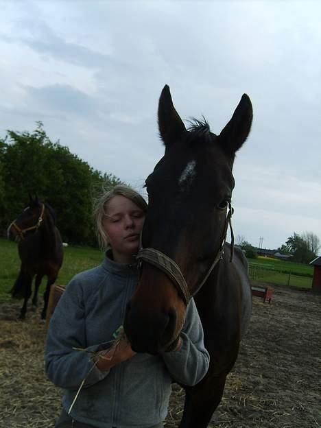 Oldenborg Sabroes Figaro *Solgt* - Rikke min veninde og figaro på marken . Beklager at billederne er mørke billede 1