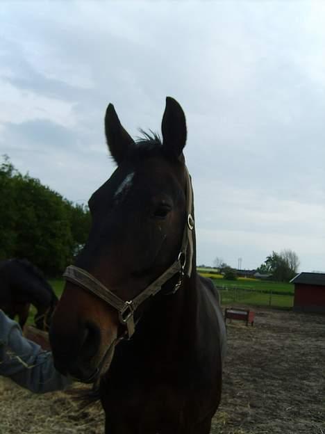 Oldenborg Sabroes Figaro *Solgt* - Figaro . beklager at billederne er mørke billede 2