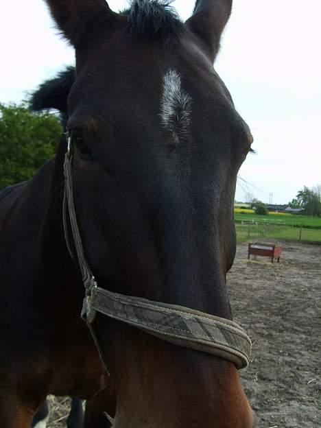 Oldenborg Sabroes Figaro *Solgt* - Figaro billede 3