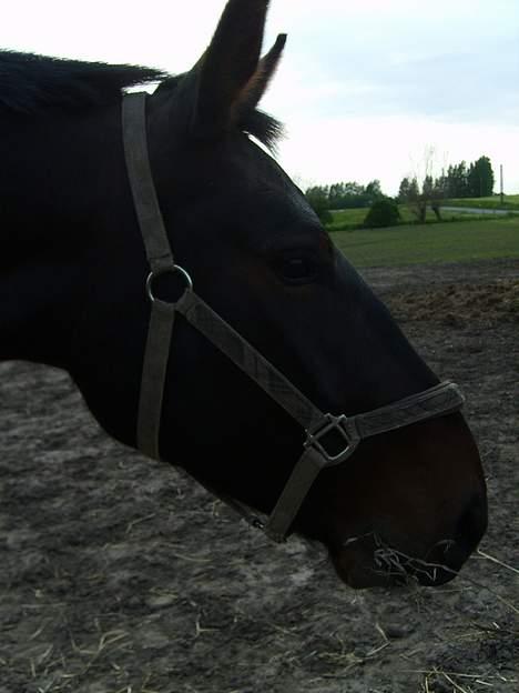 Oldenborg Sabroes Figaro *Solgt* - figaro billede 4