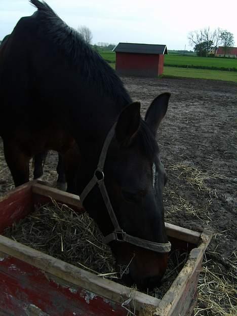 Oldenborg Sabroes Figaro *Solgt* - Figaro billede 5