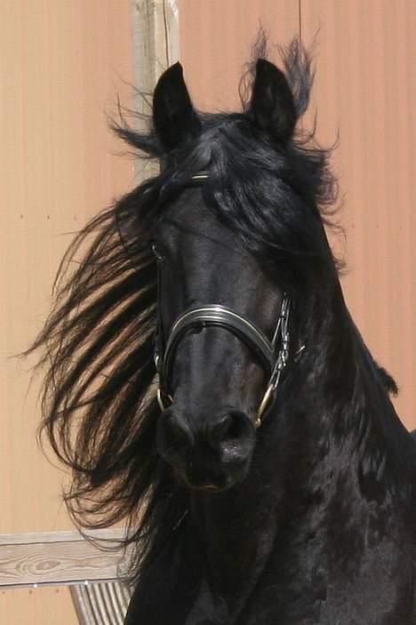 Frieser schalke / odin schelde.  R.i.p. (Himmelhest) billede 19