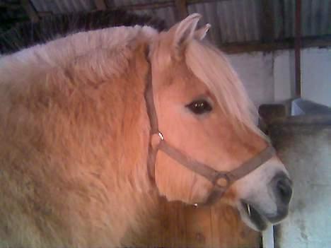Fjordhest Vestergaardens Lukas billede 2