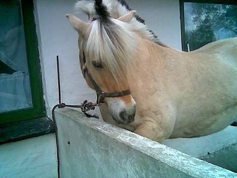 Fjordhest Vestergaardens Lukas billede 3
