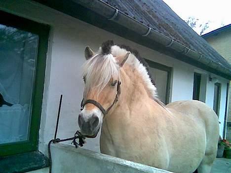 Fjordhest Vestergaardens Lukas billede 4