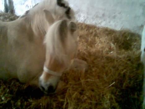 Fjordhest Vestergaardens Lukas billede 6