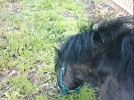 Shetlænder Blakie SOLGT billede 5