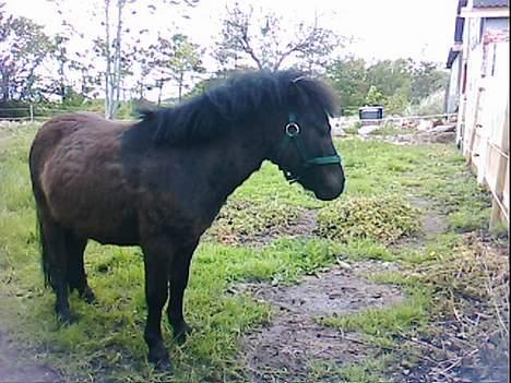 Shetlænder Blakie SOLGT billede 6