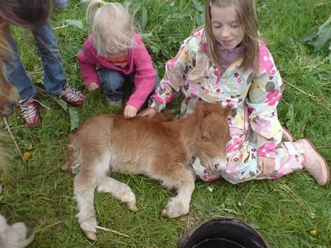 Miniature *Oliver Vestergaard* billede 2