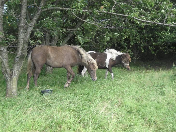 Anden særlig race Højbo's Surprice  - Surprice og Indi.. billede 18