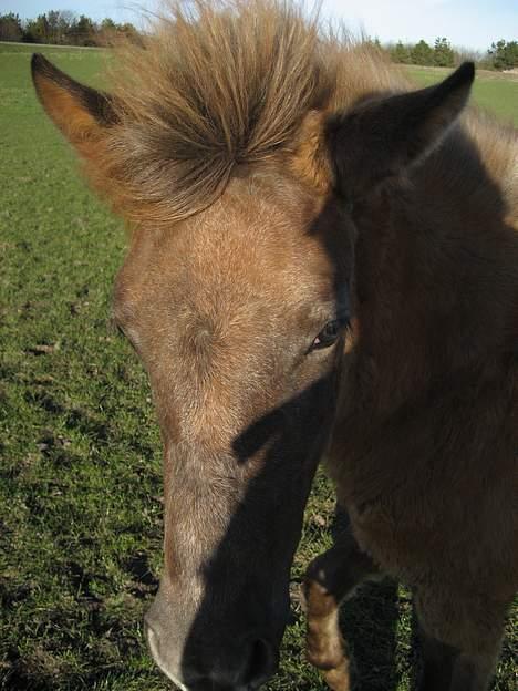 Anden særlig race Højbo's Surprice  - Surprice 6 mdr.. billede 19