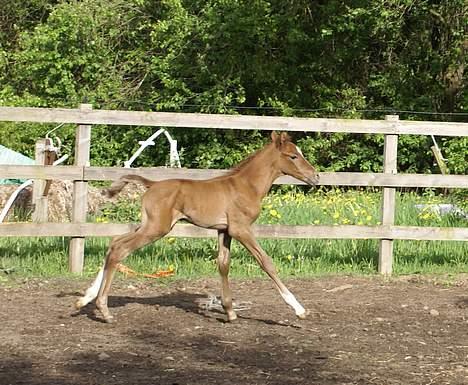 Anden særlig race Ahorns maddison fly billede 1