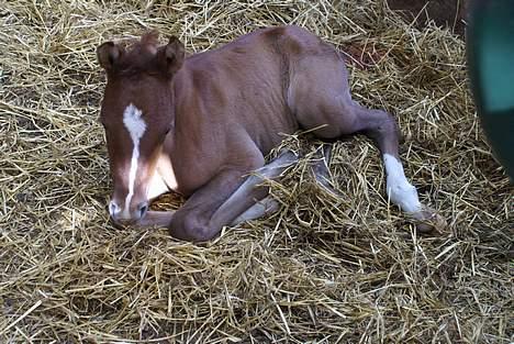 Anden særlig race Ahorns maddison fly billede 2