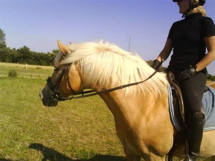 Tyroler Haflinger Kiwi  Elghuset  - D.06.07.09 - Mathilde rider Kiwi.  billede 13