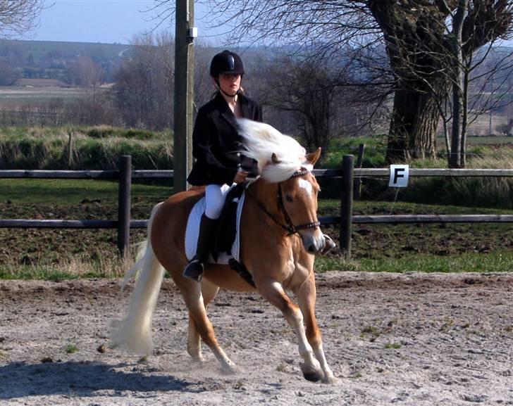 Tyroler Haflinger Kiwi  Elghuset  - D.12.4.2008 - 1. plads i LC2 med 65% ..  billede 14