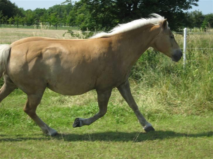 Tyroler Haflinger Kiwi  Elghuset  - 30. Juni 2009  billede 15