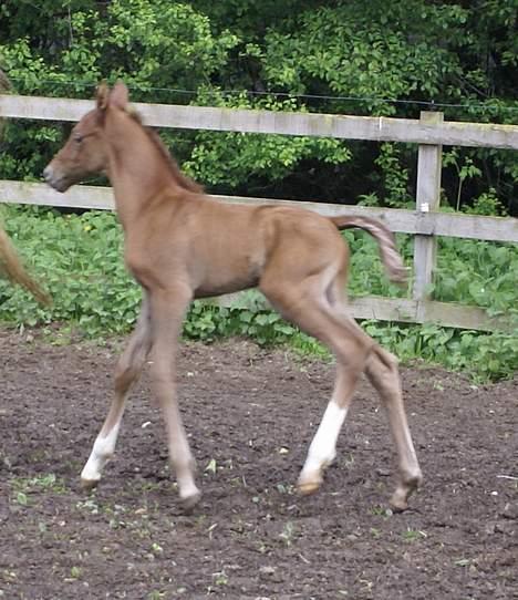 Anden særlig race Ahorns maddison fly billede 4