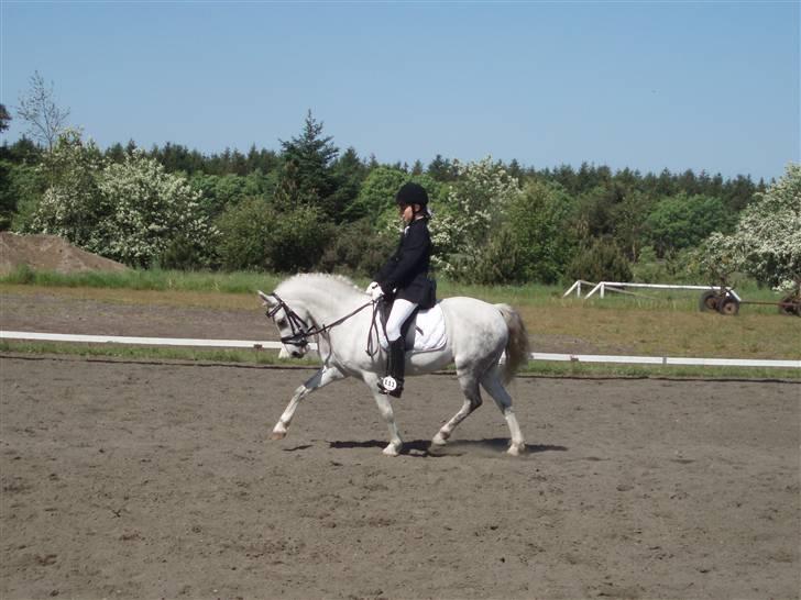 Welsh Pony (sec B) Freja - Freja til LA1 distriktstævne i Skive. billede 19