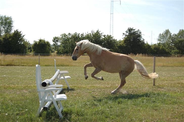 Tyroler Haflinger Kiwi  Elghuset  - 5. Juli 2009  billede 16