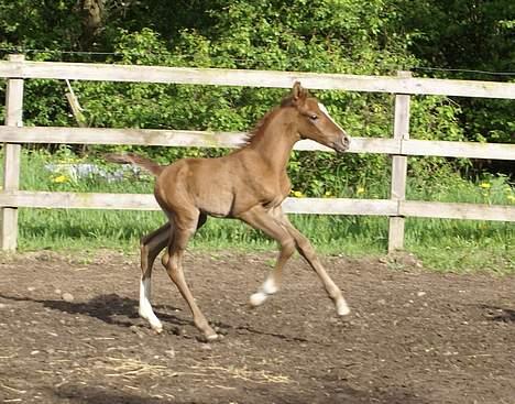 Anden særlig race Ahorns maddison fly billede 9