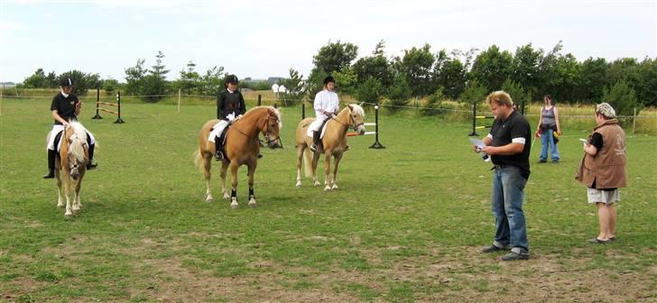 Tyroler Haflinger Kiwi  Elghuset  - Haflingermesterskaberne på Stutteri Nordan , her i LA spring - 2. plads ..  billede 18