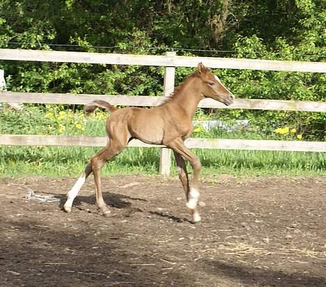 Anden særlig race Ahorns maddison fly billede 10