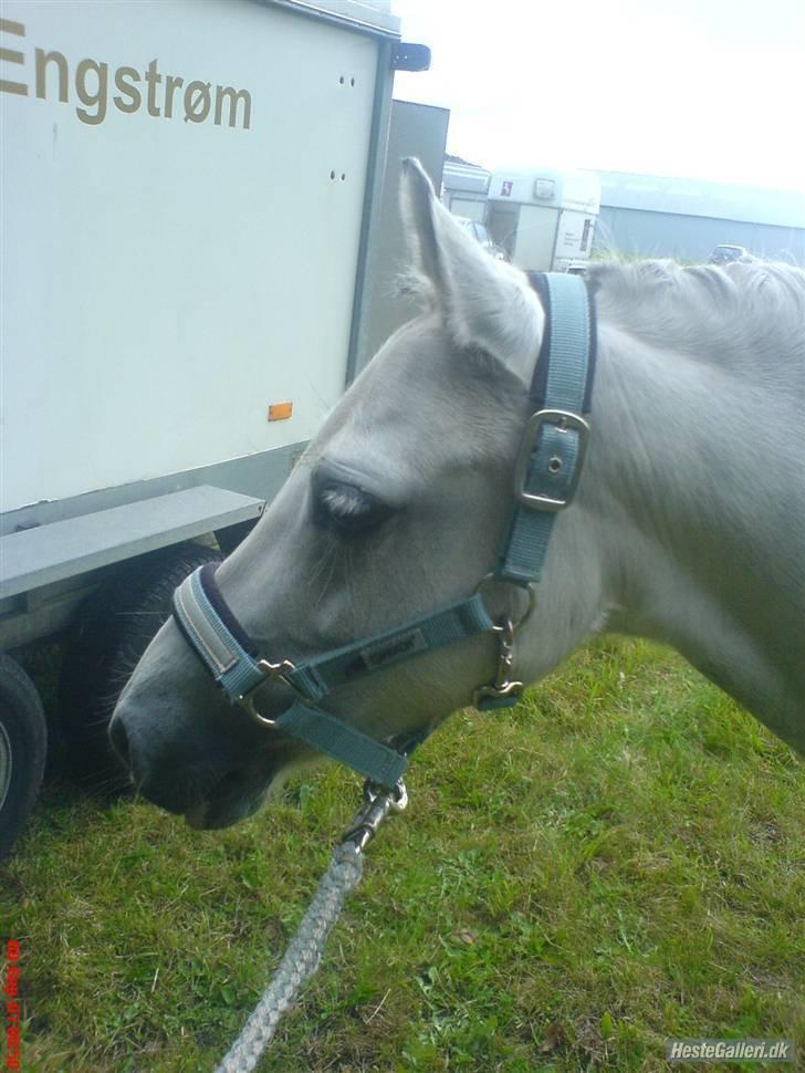 Welsh Pony (sec B) Freja billede 20