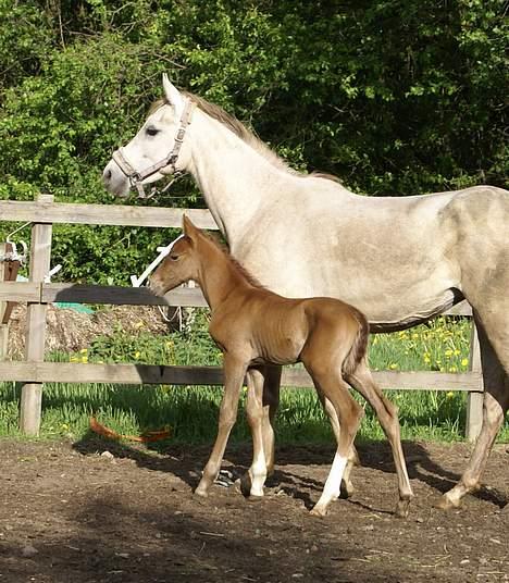 Anden særlig race Ahorns maddison fly billede 17