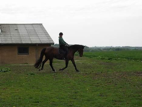 Dansk Varmblod Wanna-bell - Gammelt ridebillede, 2007 tror jeg..  billede 17