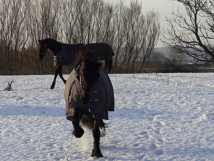 Frieser Douwe Van De Wedze billede 6