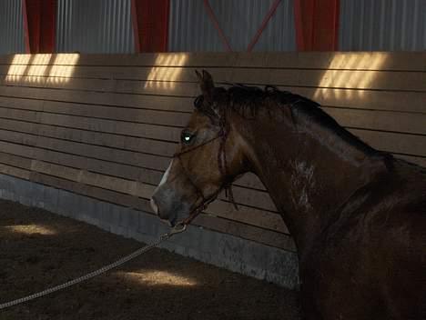 Sportsaraber (A) Zeppelin - Zeppelin..varm og nyspulet billede 4