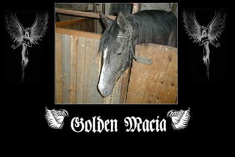 Anden særlig race Golden Macia (Kia) - Et billede min ven har lavet. billede 7