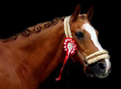 New Forest Casanova (SOLGT) - Casanova og Emma har lige vundet en LC2 med 66 % :) billede 19