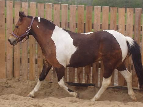 Pinto Josie - sommeren 2007 billede 8