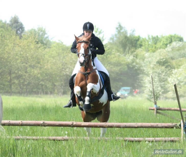 Hollandsk Sportspony Jangalene/ Freja  * R.I.P* - 18* Jagten igen :) mine fødder stritter :)  billede 18