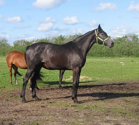 Dansk Varmblod Jonkers Coco Chanel SOLGT - Smukkepigen :) billede 16
