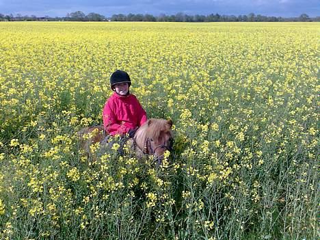Shetlænder Tarzan!  billede 15