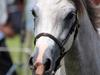 Welsh Pony (sec B) Bjerregaards Savannah