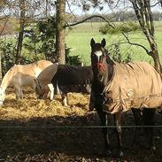 Trakehner Diabell Dihantho