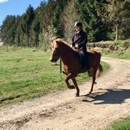 Islænder Ljómi fra Dyrmose