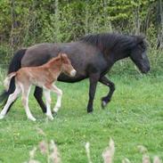 Islænder Ljómi fra Dyrmose