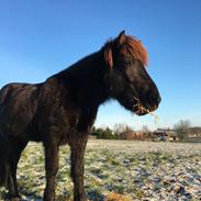Islænder Siggi fra Vikinghøj