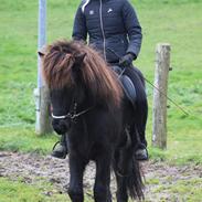 Islænder Siggi fra Vikinghøj