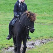 Islænder Siggi fra Vikinghøj