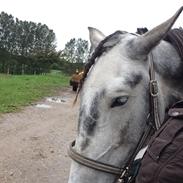 Lusitano Estrelicia Quadrado