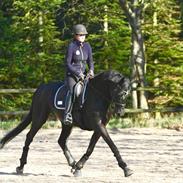 Dansk Varmblod Escarra T.